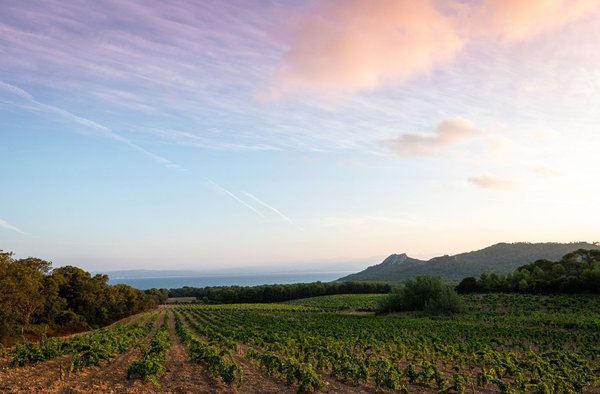 香奈儿集团再次扩大葡萄酒版图 旗下新增南法普罗旺斯莱尔酒庄