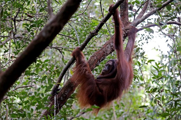 在OFI的帮助下得到康复的雌性红毛猩猩Rich被放归到野外。