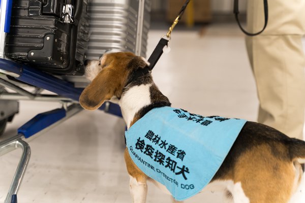 检测旅客随身物品的检疫犬