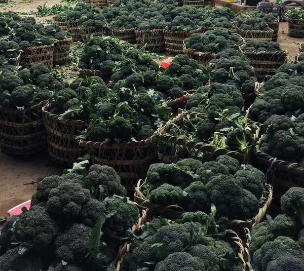 沃尔玛积极助农 2月全国范围直采滞销蔬菜近500吨