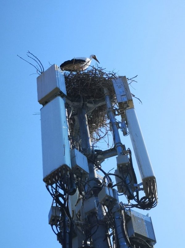 A bird nesting on a 5G base station in Switzerland. [Photo/China.org.cn]