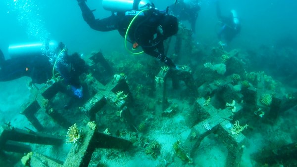 英特尔、埃森哲和Sulubaai环境基金会携手利用人工智能拯救珊瑚礁