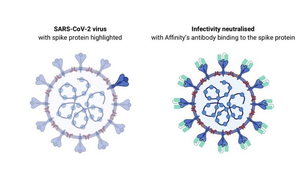 SARS-CoV-2ウイルスのスパイクタンパク質と結合するAffinity Biosciencesの抗体