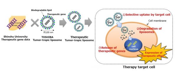 Shinshu University and Toshiba Develop Tumor-Tropic Liposome Technology that Carries Therapeutic Genes into Cancer Cells