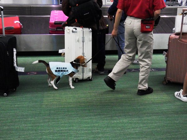 Dogs trained to detect passengers’ hand-luggage