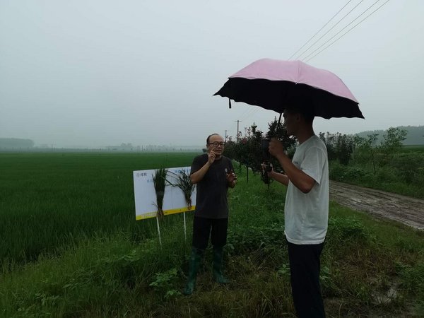 拜耳悦农堂植保技术专家冒雨在田间进行直播