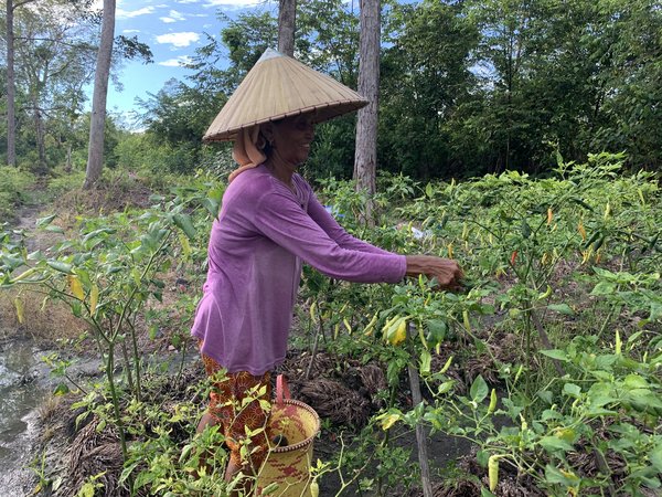 Anggota kelompok tani di Gumas, Kalimantan Tengah, sedang memanen cabai sebagai komoditas pertanian yang mereka upayakan bersama melalui program Alternative Livelihood Sinar Mas Agribusiness and Food.