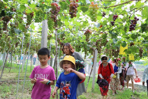 “果蔬采摘游”暨“2020富文乡村旅游文化节”启动仪式顺利举行