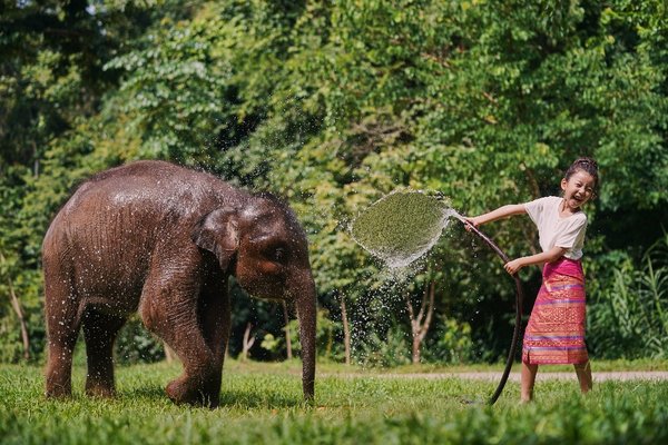浪潮以计算之力 守护300头亚洲象