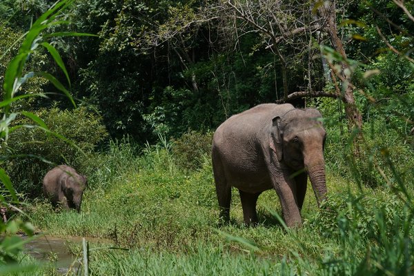 西双版纳国家级自然保护区内的亚洲象