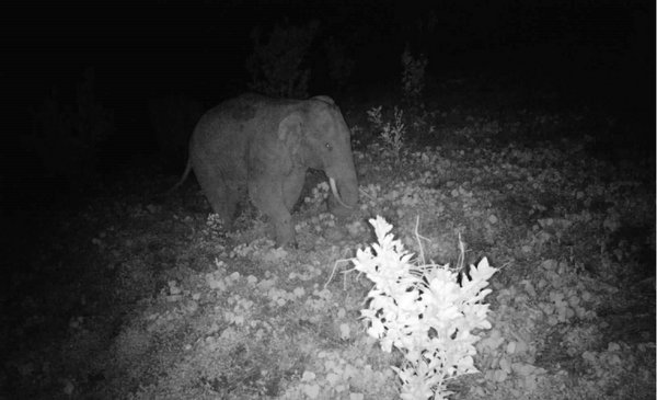红外相机夜间拍摄到的亚洲象画面