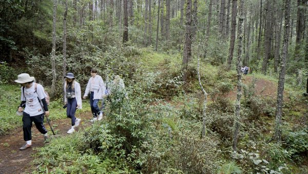 在专家们的带领下，“明天合伙人”们在云龙县天池保护区徒步探索生物植物多样性