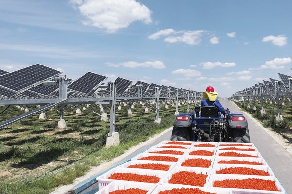 Nhân viên vận chuyển quả câu kỷ tử trong cánh đồng năng lượng mặt trời