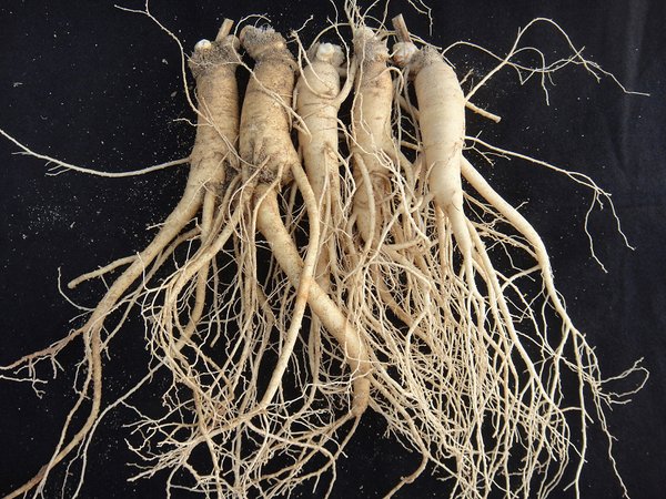 The Korea Ginseng Association, announces new direction for Korean ginseng, a publicly listed functional ingredient for bone health